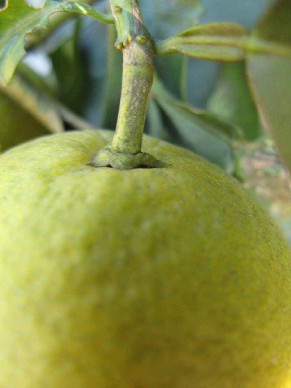              Fruit (Winter Haven, FL)       